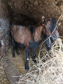 Becco camosciato delle Alpi