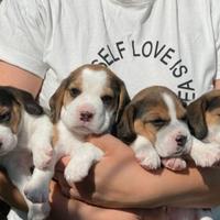 Cuccioli Beagle meravigliosi