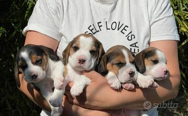 Cuccioli Beagle meravigliosi
