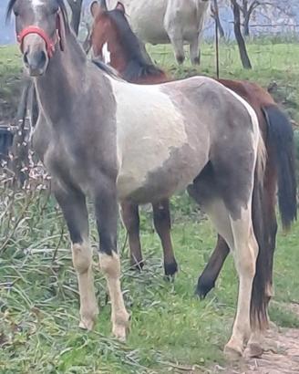 Cavallo/puledro paint
