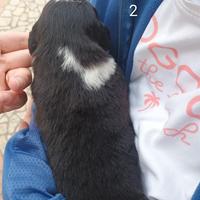 Pastore australiano con pedigree