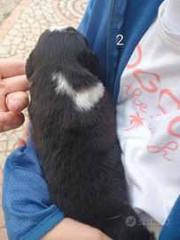 Pastore australiano con pedigree