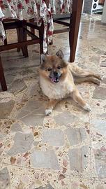 Spitz pomerania