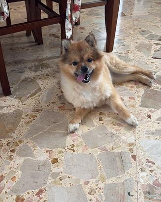 Spitz pomerania