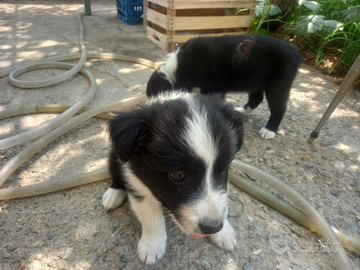 Stupendi cuccioli di Borden Collie