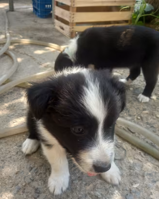 Stupendi cuccioli di Borden Collie