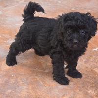 Cucciolo di barboncino nano