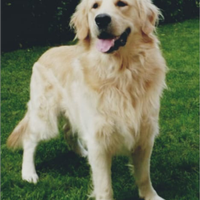 Golden retriver per accoppiamento