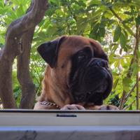 Bullmastiff per accoppiamento