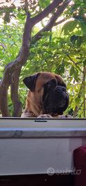 Bullmastiff per accoppiamento