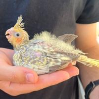 Pulli da imbecco pappagalli calopsite