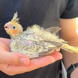 Pulli da imbecco pappagalli calopsite