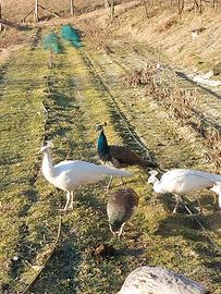 Pavoni comuni blu e pavoni nigripennis
