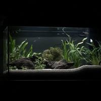 Acquario Juwel rio 125