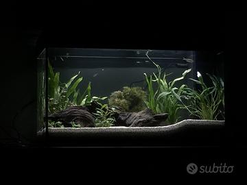 Acquario Juwel rio 125