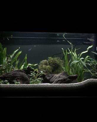 Acquario Juwel rio 125