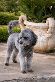 Barboncino Silver 18mesi