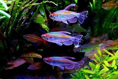 TETRA ARCOBALENO tetra congo