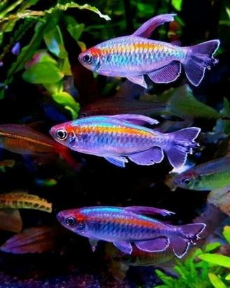 TETRA ARCOBALENO tetra congo