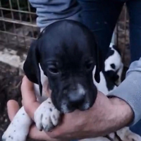 Pointer inglese cuccioli