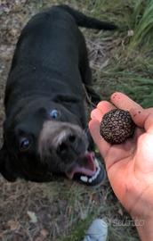 Labrador Nera femmina da tartufo