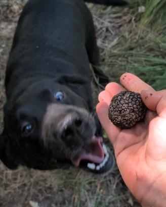 Labrador Nera femmina da tartufo