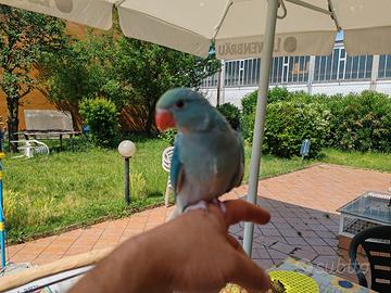 Parrocchetto dal collare