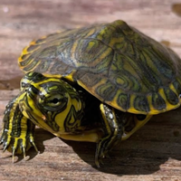 Tartaruga orecche gialle