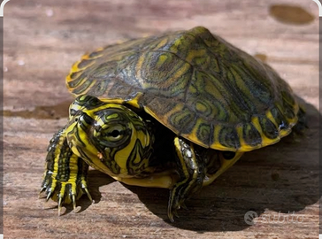 Tartaruga orecche gialle