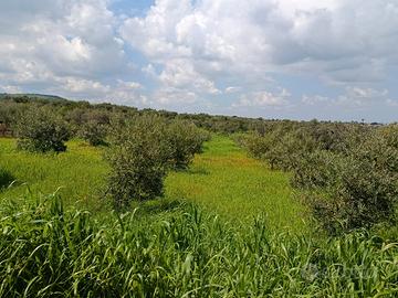 Terreni a Venosa