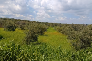 Terreni a Venosa