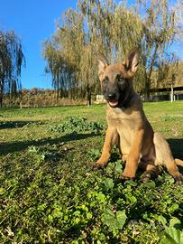 Pastore Belga Malinois