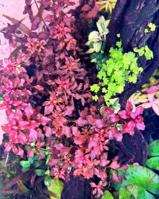 Ludwigia Mini Super Red 