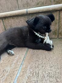 Chihuahua pelo lungo