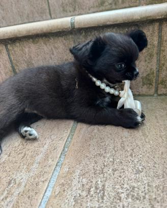 Chihuahua pelo lungo