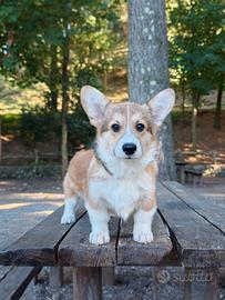 Cucciolo di Corgi