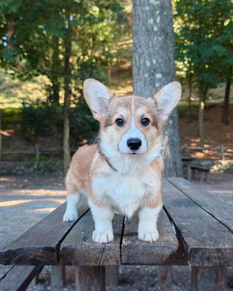 Cucciolo di Corgi