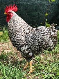 Razza Amrok, galli galline pulcini uova fertili