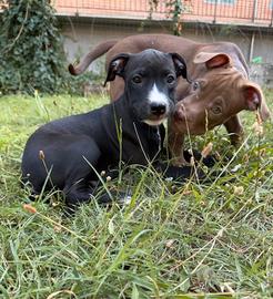 American Pitbull Terrie