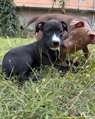 American Pitbull Terrie