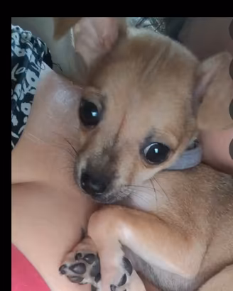Cucciola di piccola taglia