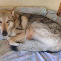 Cane Lupo Cecoslovacco