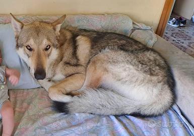 Cane Lupo Cecoslovacco