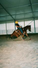 Cavallo