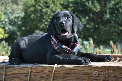 Ultimo maschietto di labrador con pedigree enci