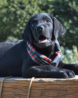 Ultimo maschietto di labrador con pedigree enci