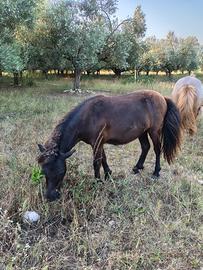 Pony femmina