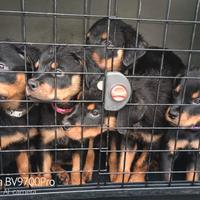 Rottweiler cuccioli