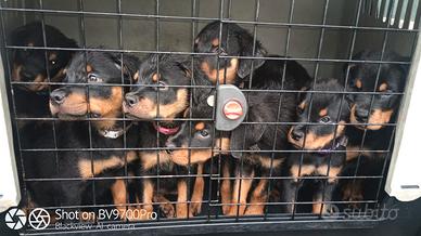 Rottweiler cuccioli