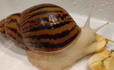 Achatina Lissachatina Reticulata lumache giganti